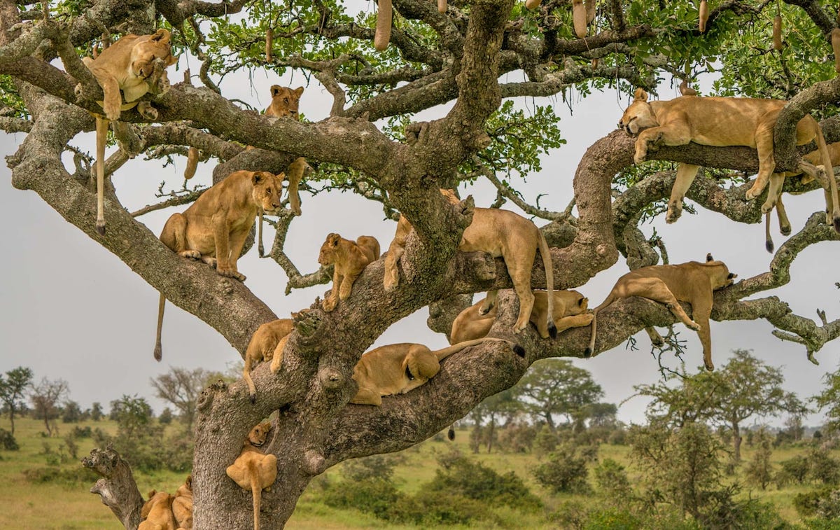 serengeti-national-park-1