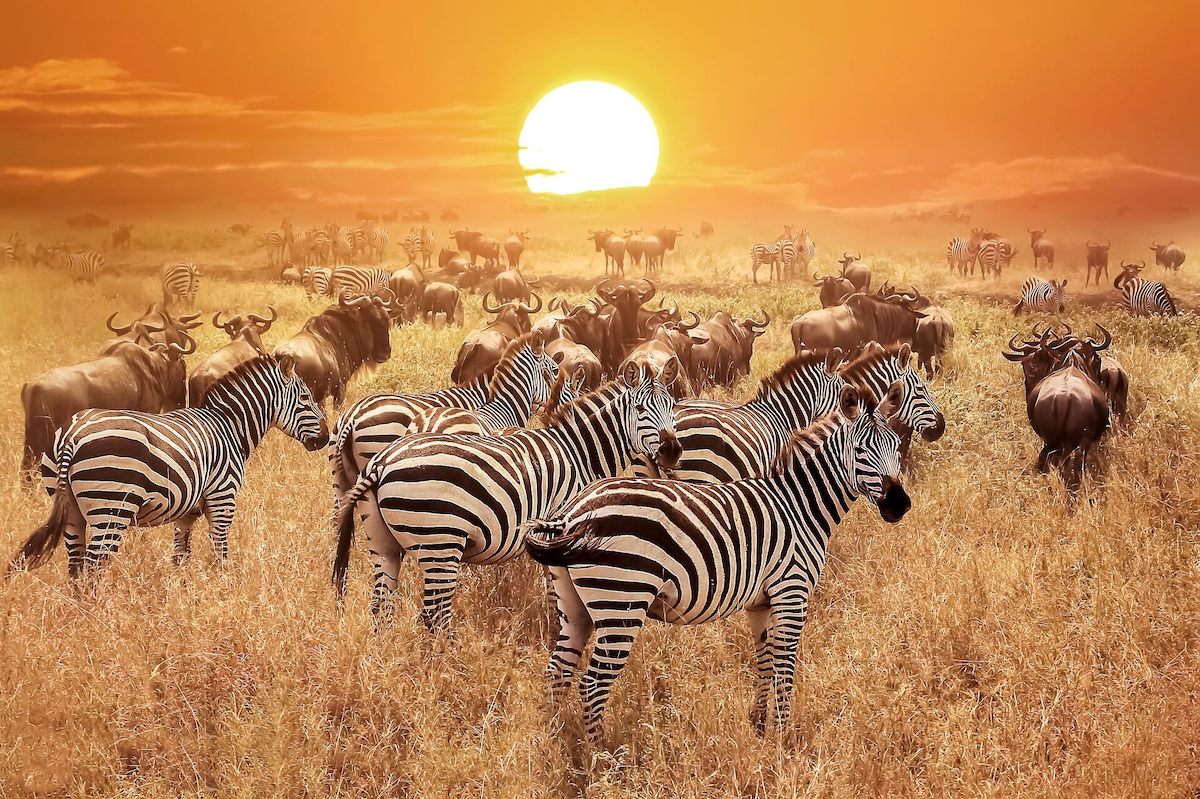 serengeti-national-park-africa-charity-1