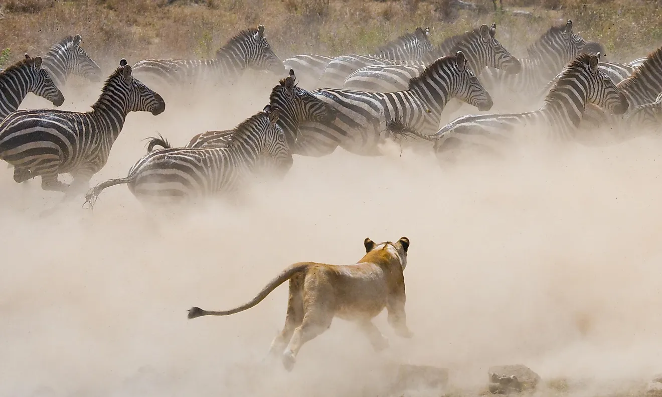 serengeti-national-park-africa-charity-1