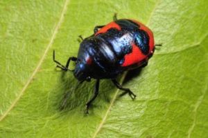 plant-planting-trees-in-kenya-logo-bug