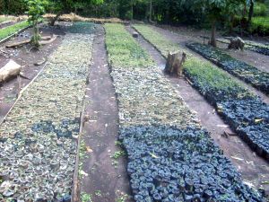 plant-planting-trees-in-kenya-logo-seedlings